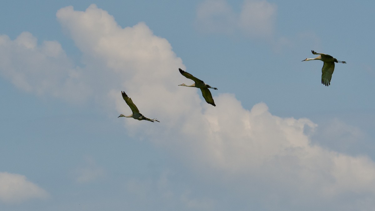 Sandhill Crane - Kanayo Rolle