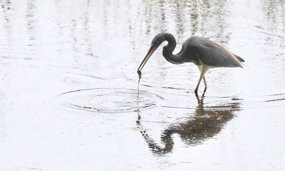 Tricolored Heron - Ben Barkley