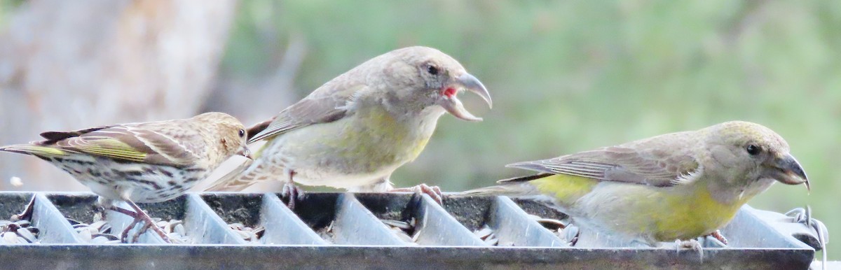 Red Crossbill - peter weber