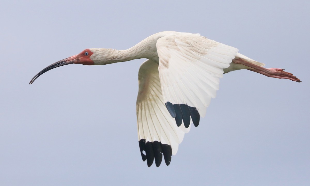 White Ibis - Ben Barkley