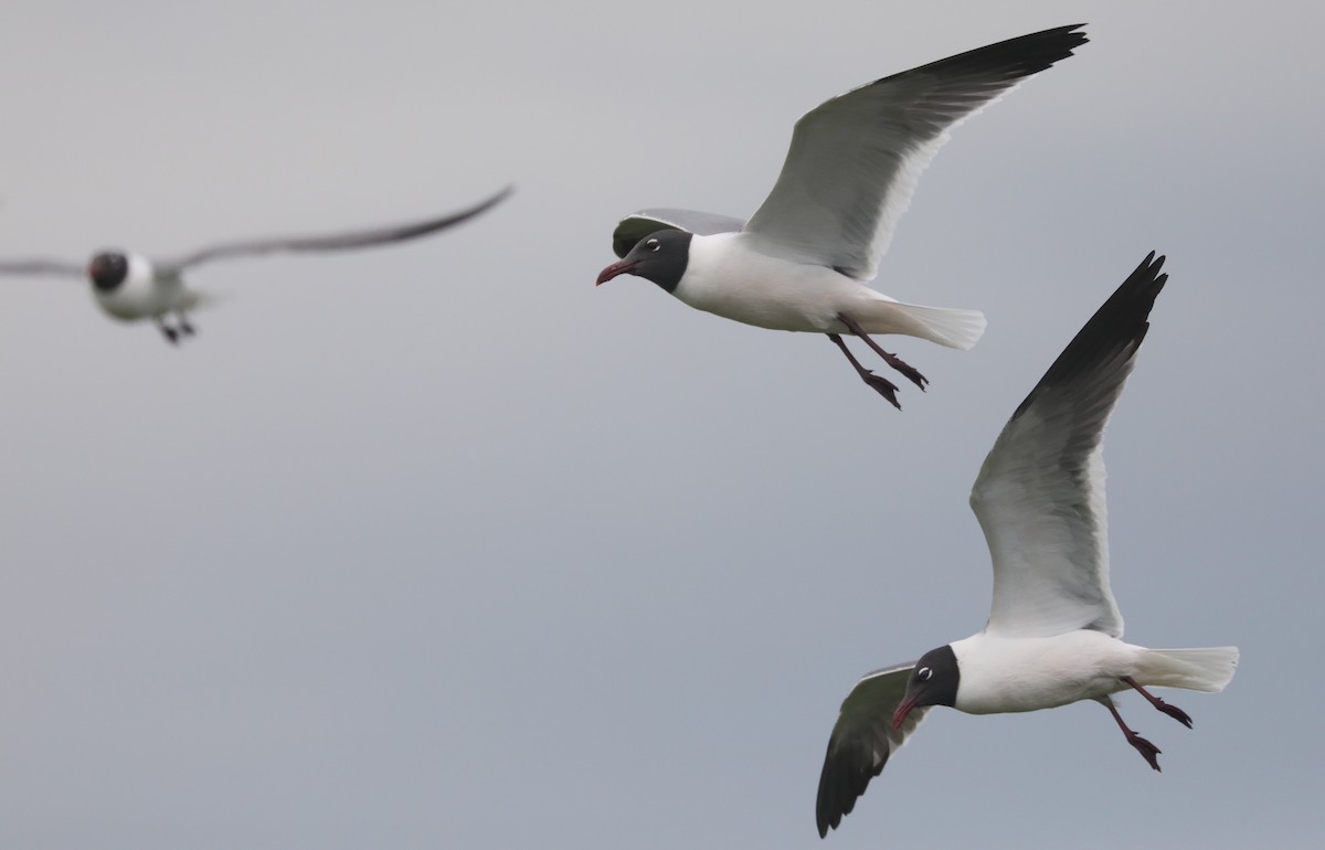 Laughing Gull - Ben Barkley