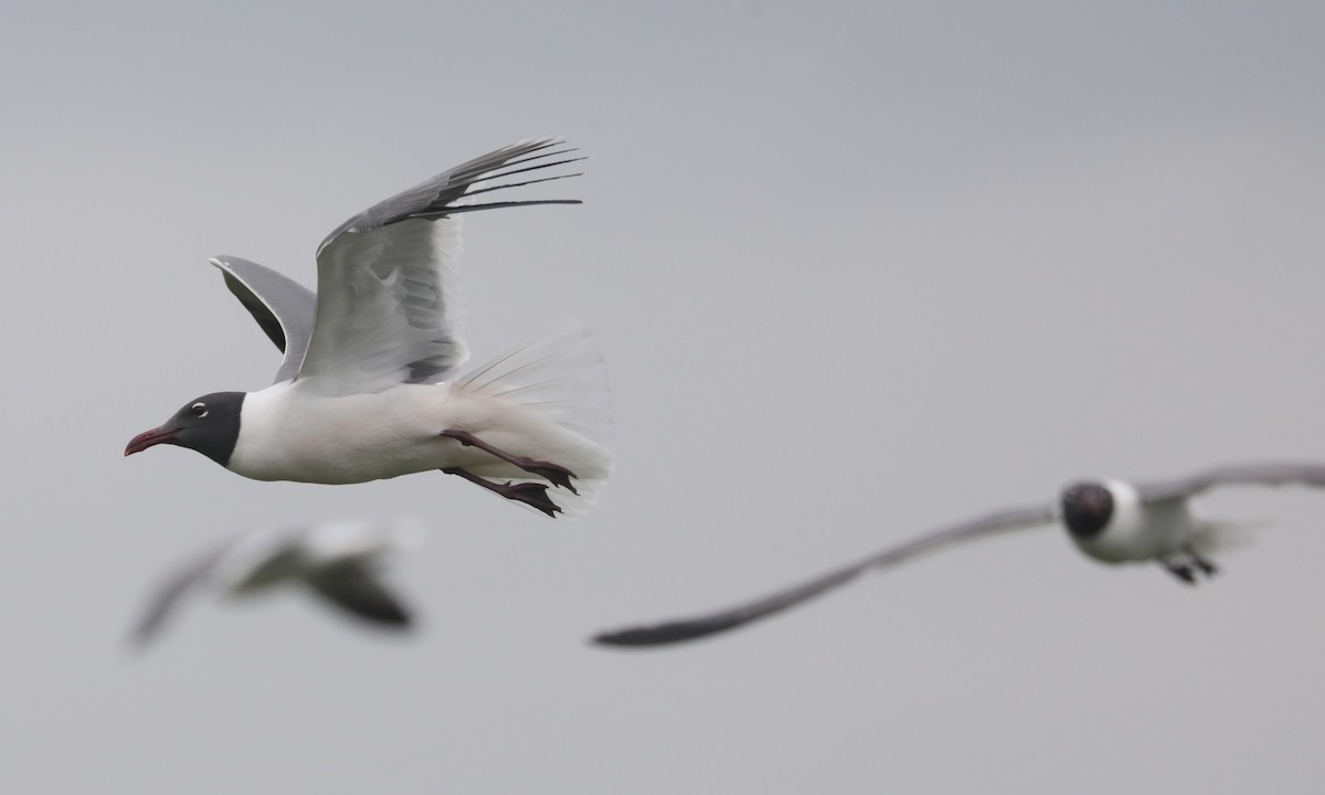 Laughing Gull - ML619573283