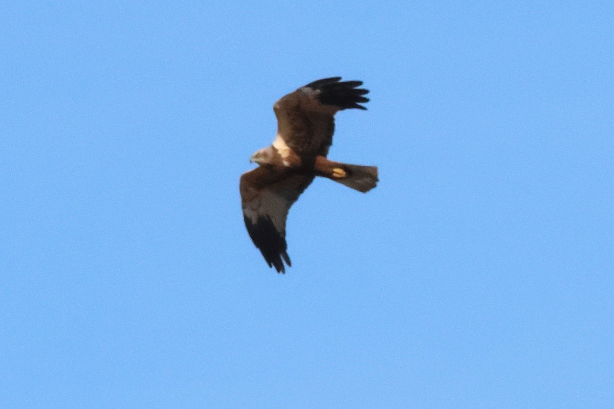 Western Marsh Harrier - Alexandre Hespanhol Leitão