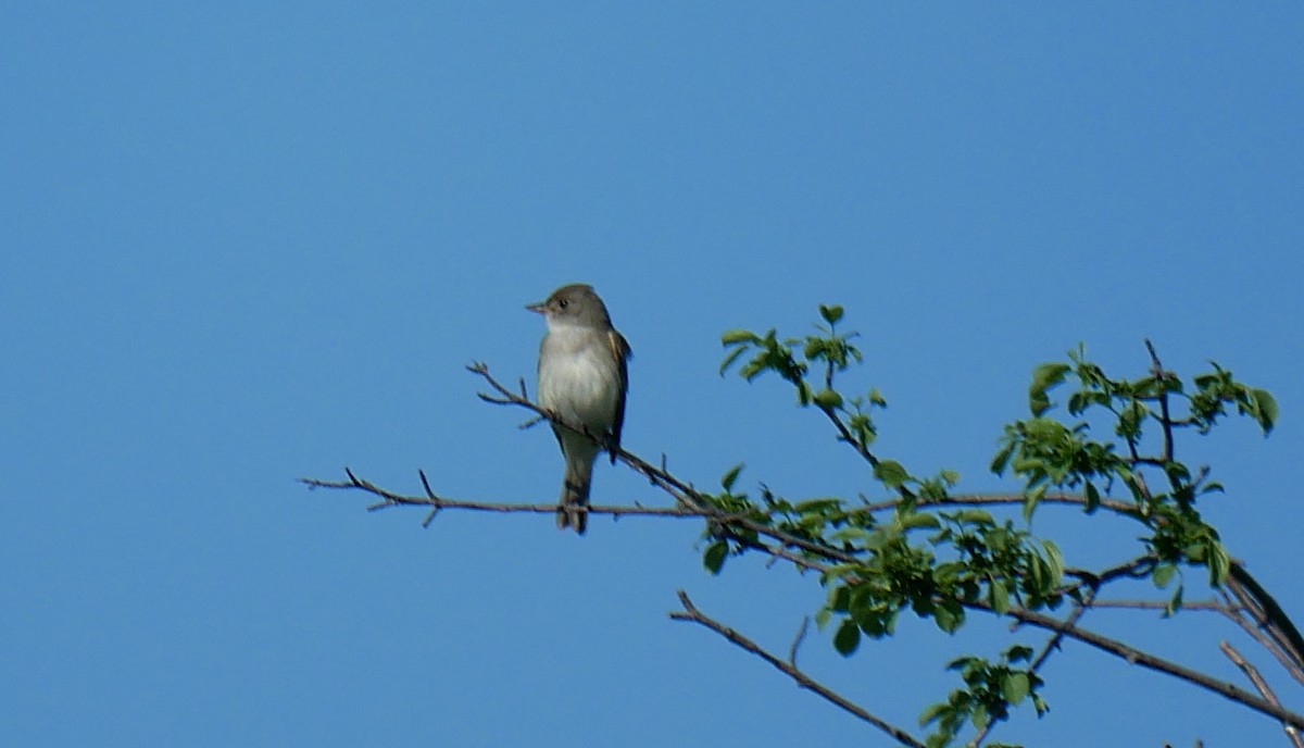 Willow Flycatcher - Daniel Lewis