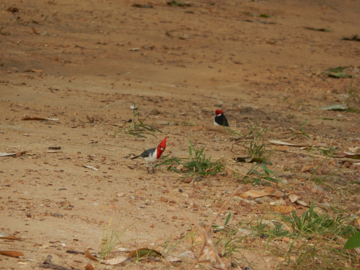 Red-crested Cardinal - Fabiana Santos de Oliveira