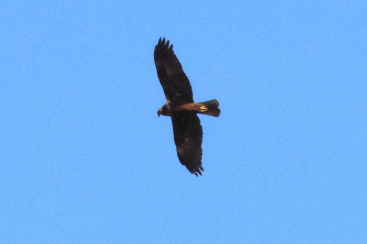 Western Marsh Harrier - Alexandre Hespanhol Leitão