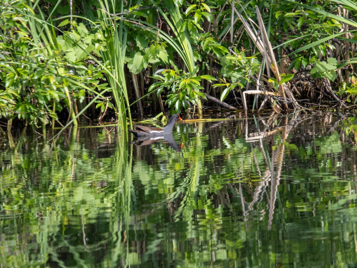 Common Gallinule - David Howe & Rosanne Dawson