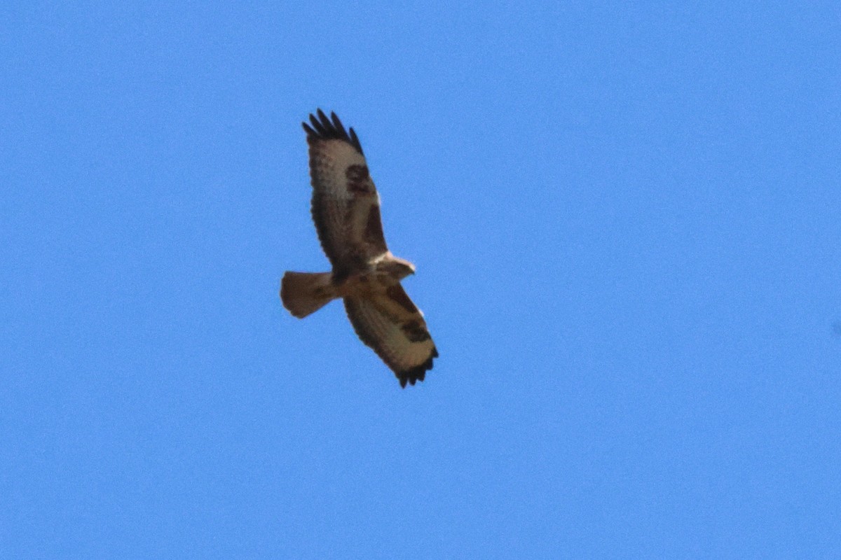 Common Buzzard - Alexandre Hespanhol Leitão