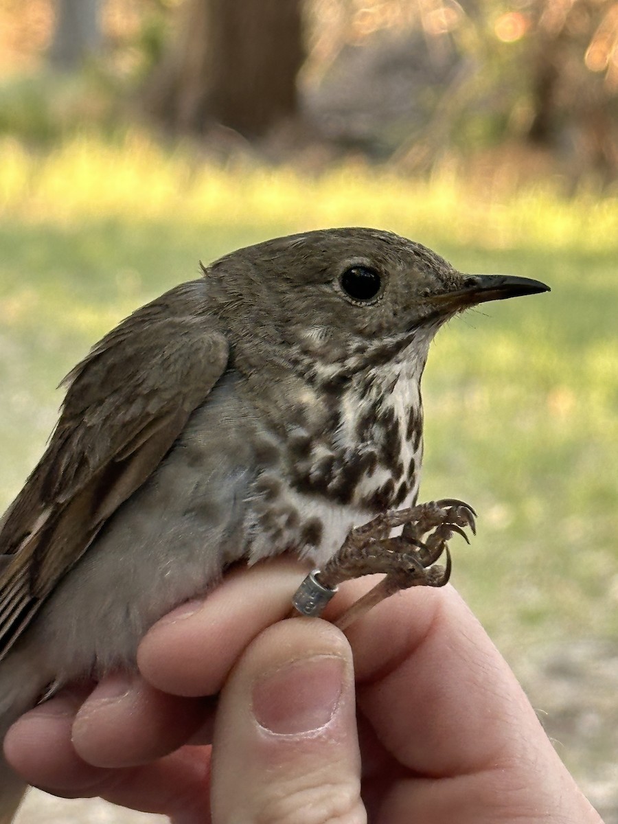 Hermit Thrush - Alexis Fuller