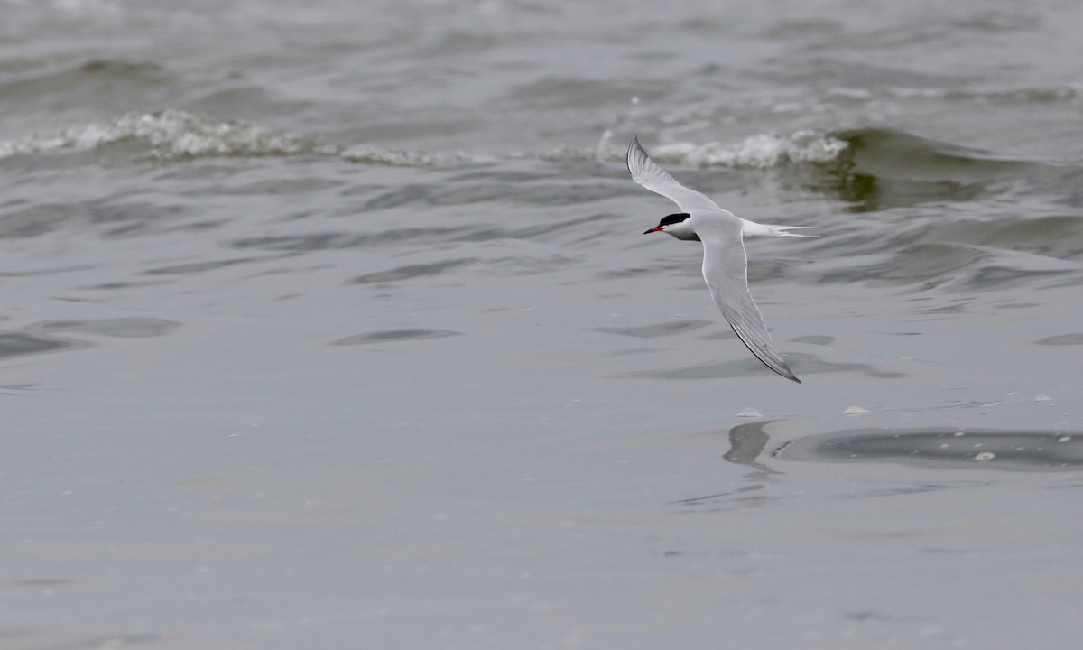 Common Tern - Ben Barkley