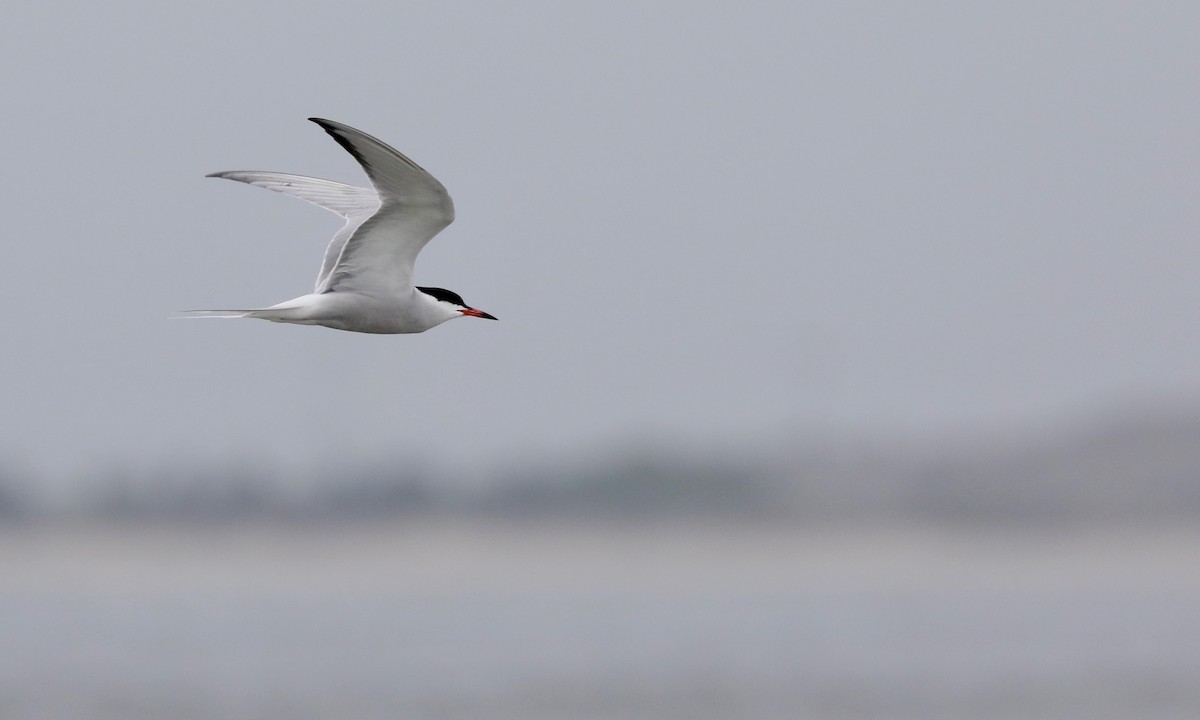 Common Tern - Ben Barkley