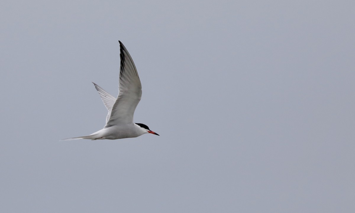 Common Tern - Ben Barkley