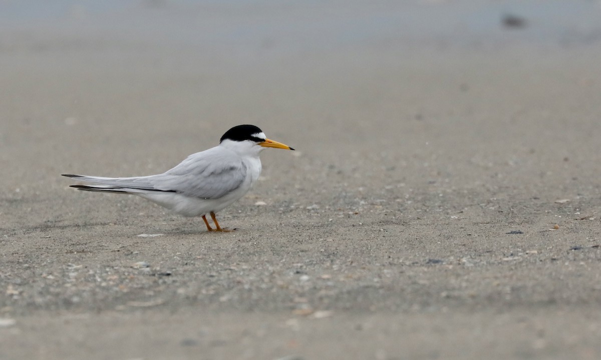 Least Tern - Ben Barkley