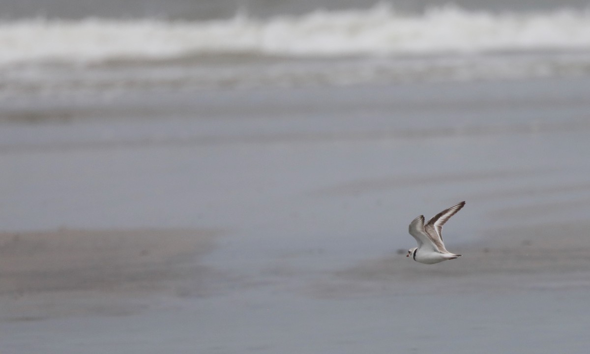 Piping Plover - Ben Barkley