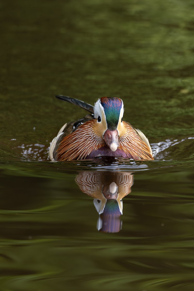 Mandarin Duck - ML619573348