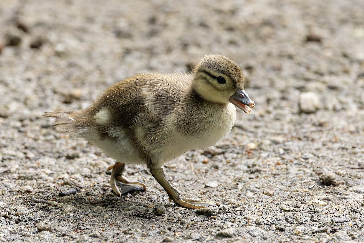 Mandarin Duck - Graham Ella