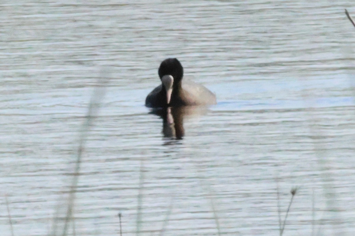 Eurasian Coot - Alexandre Hespanhol Leitão