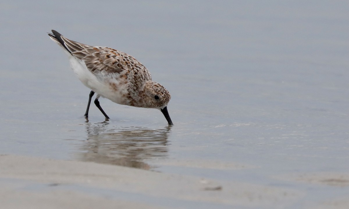 Sanderling - Ben Barkley