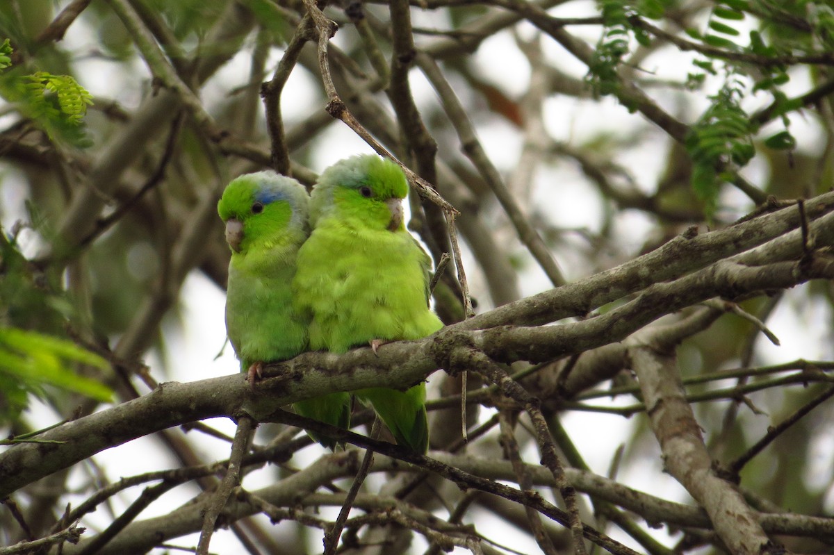 Pacific Parrotlet - Gary Prescott