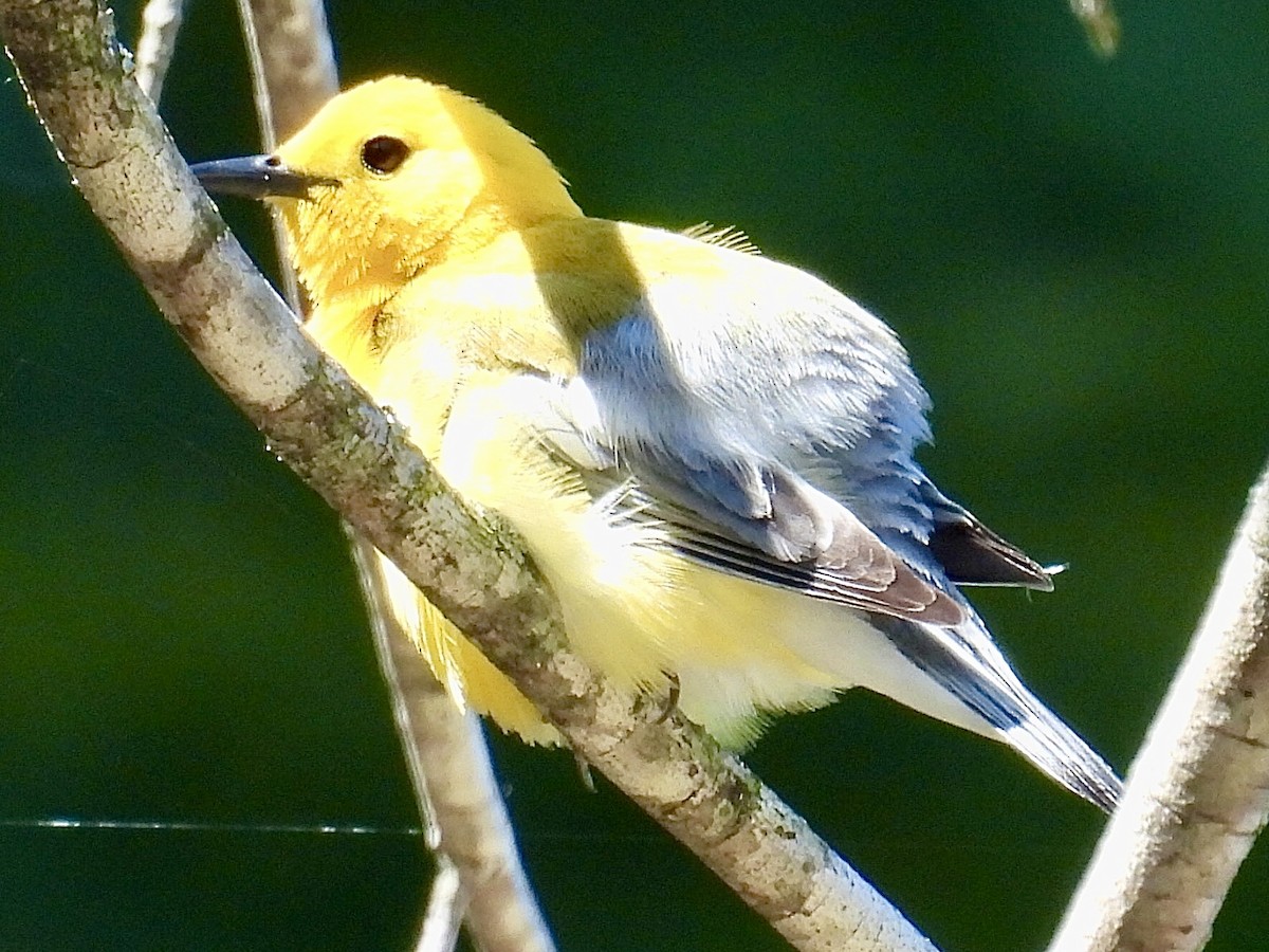 Prothonotary Warbler - Isaac Petrowitz