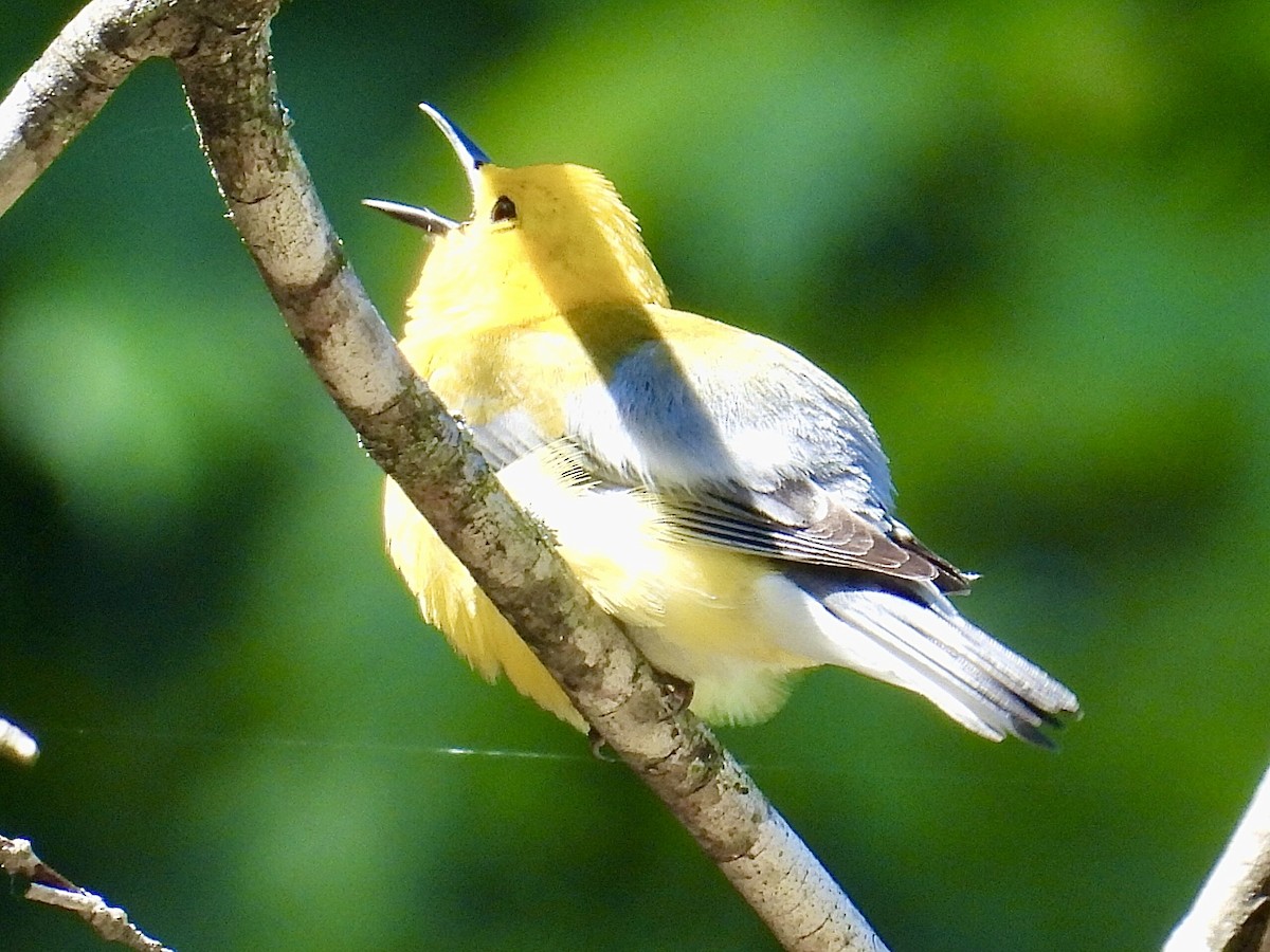 Prothonotary Warbler - Isaac Petrowitz