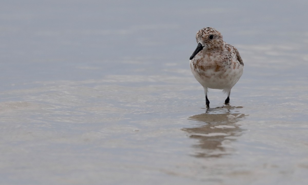 Sanderling - Ben Barkley