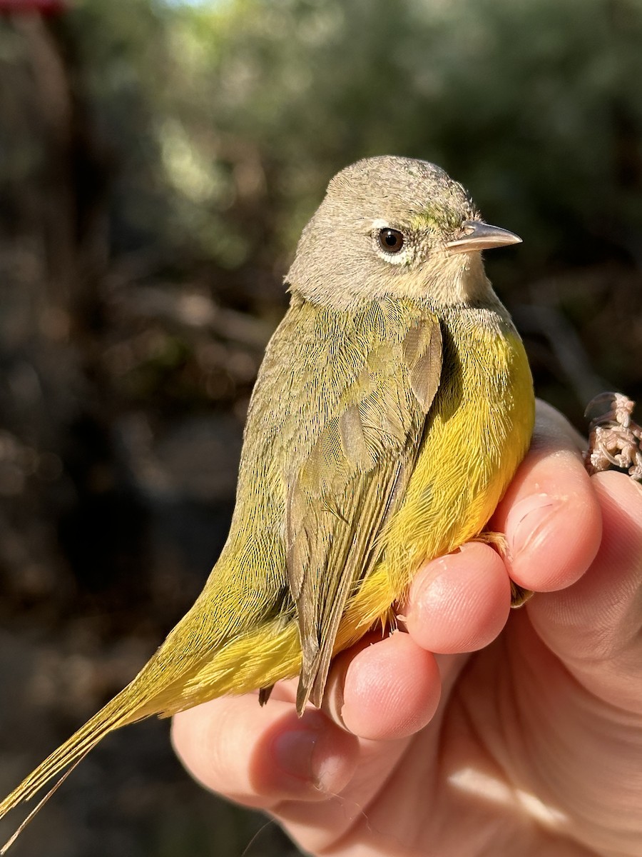 MacGillivray's Warbler - Alexis Fuller