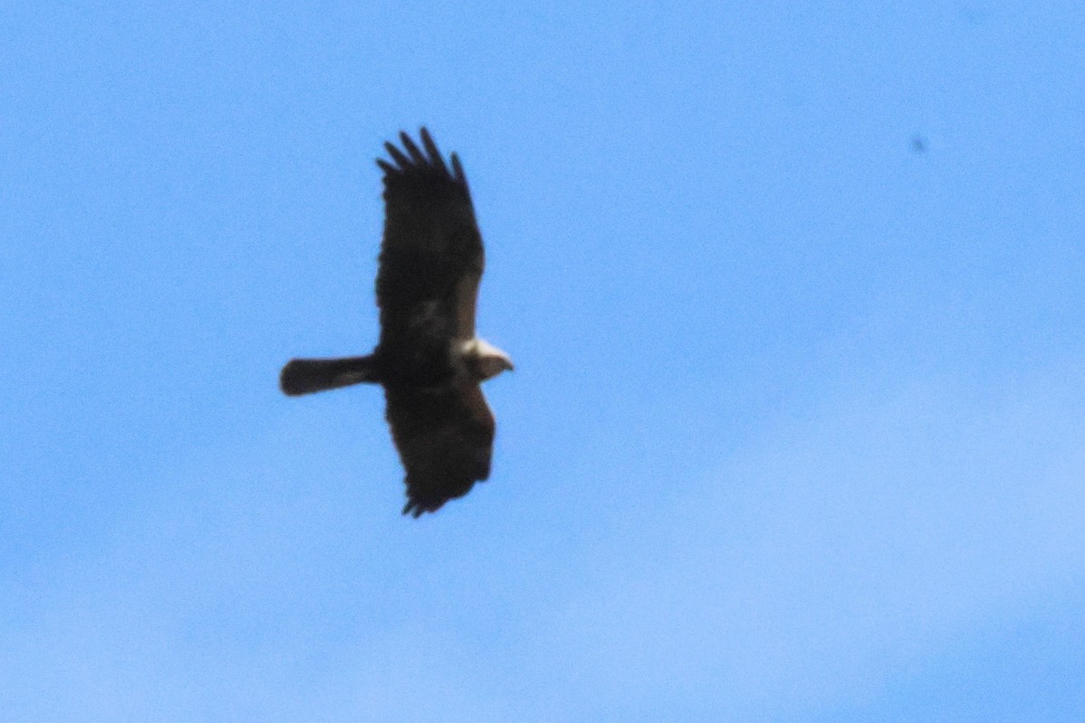 Western Marsh Harrier - Alexandre Hespanhol Leitão