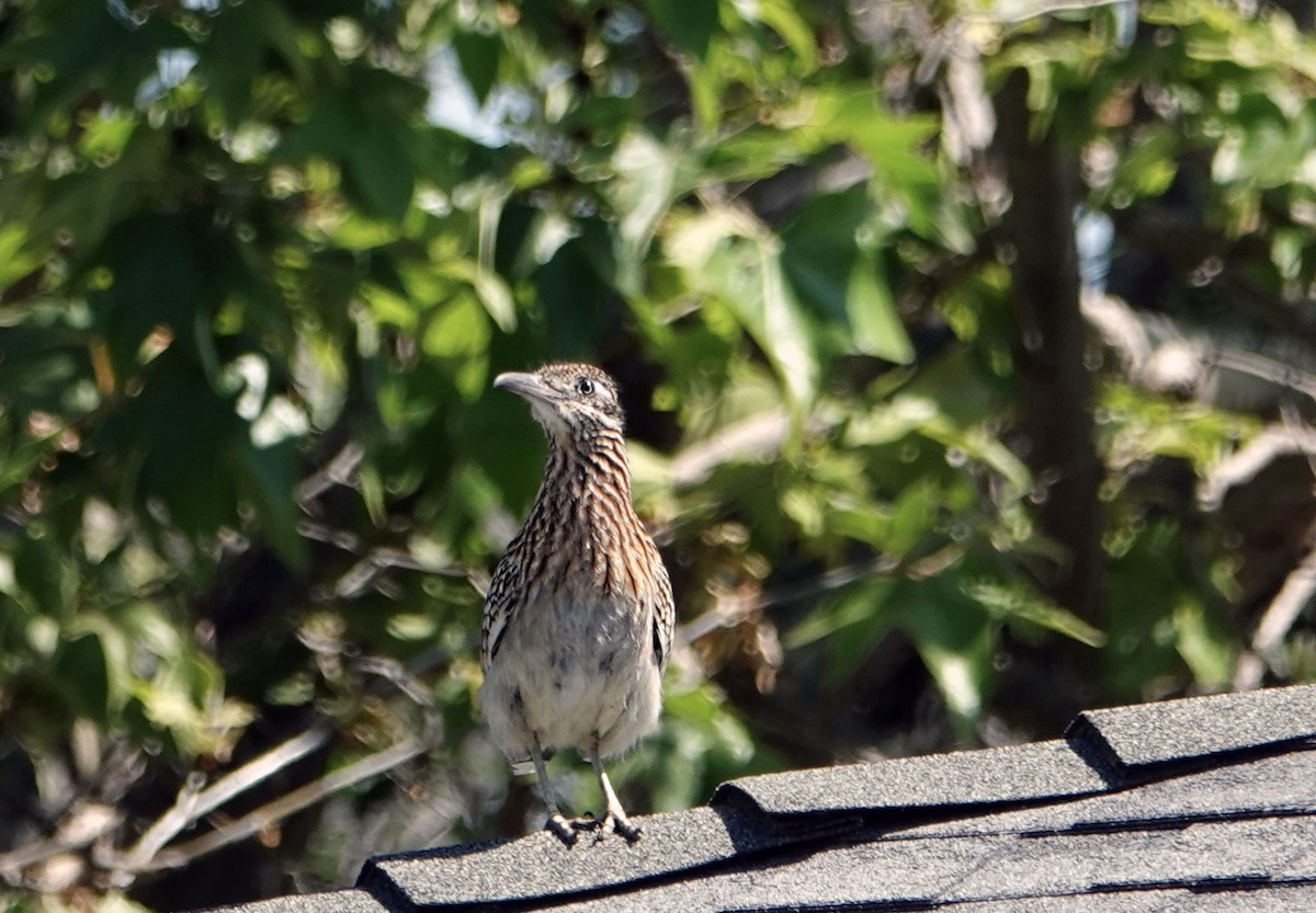 Greater Roadrunner - Ann Marshall