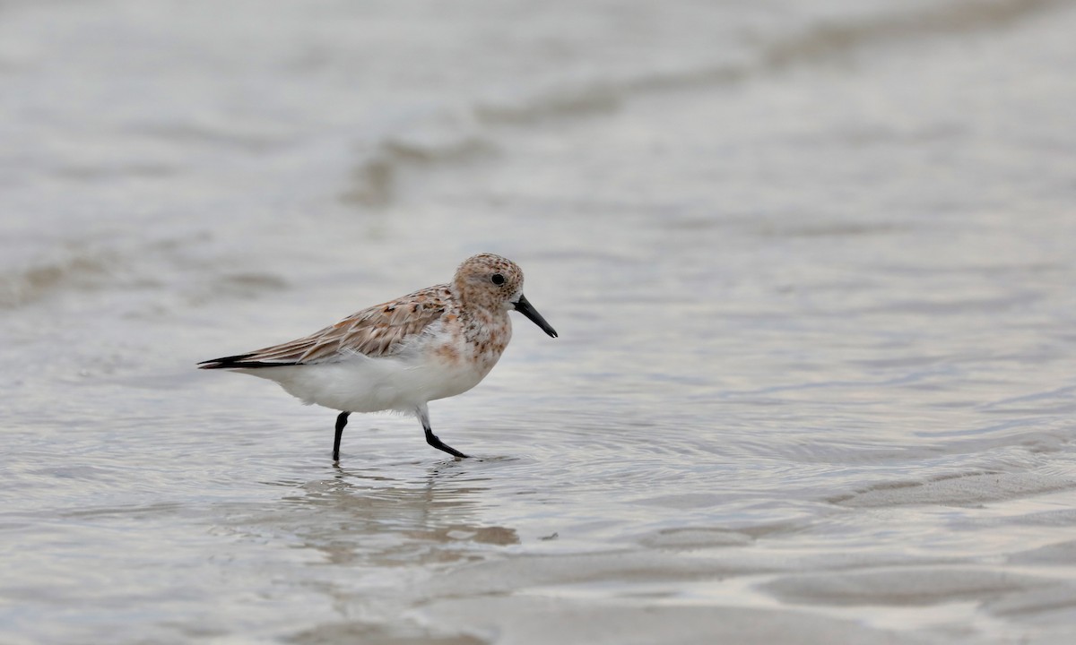 Sanderling - Ben Barkley