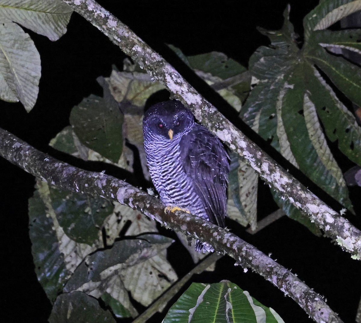 Black-banded Owl (San Isidro) - ML619573371