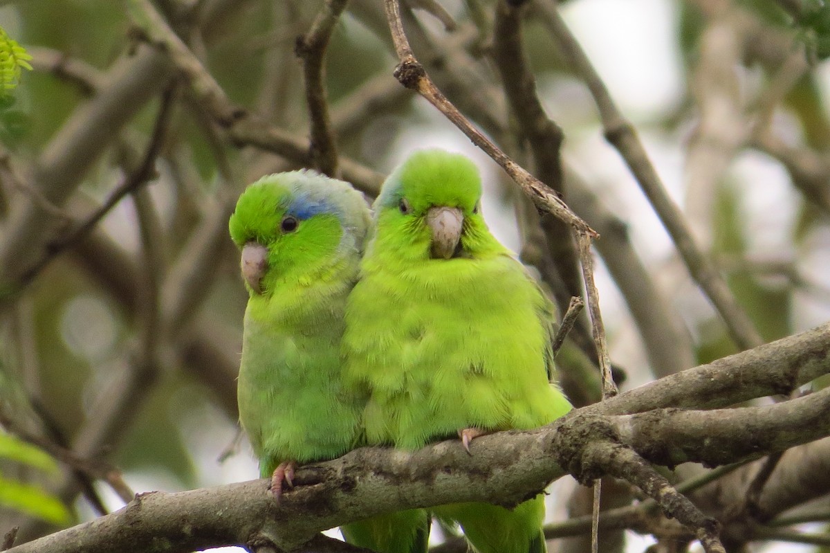 Pacific Parrotlet - Gary Prescott