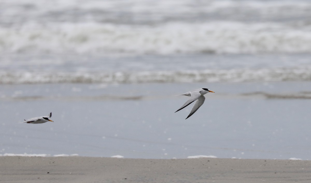 Least Tern - Ben Barkley