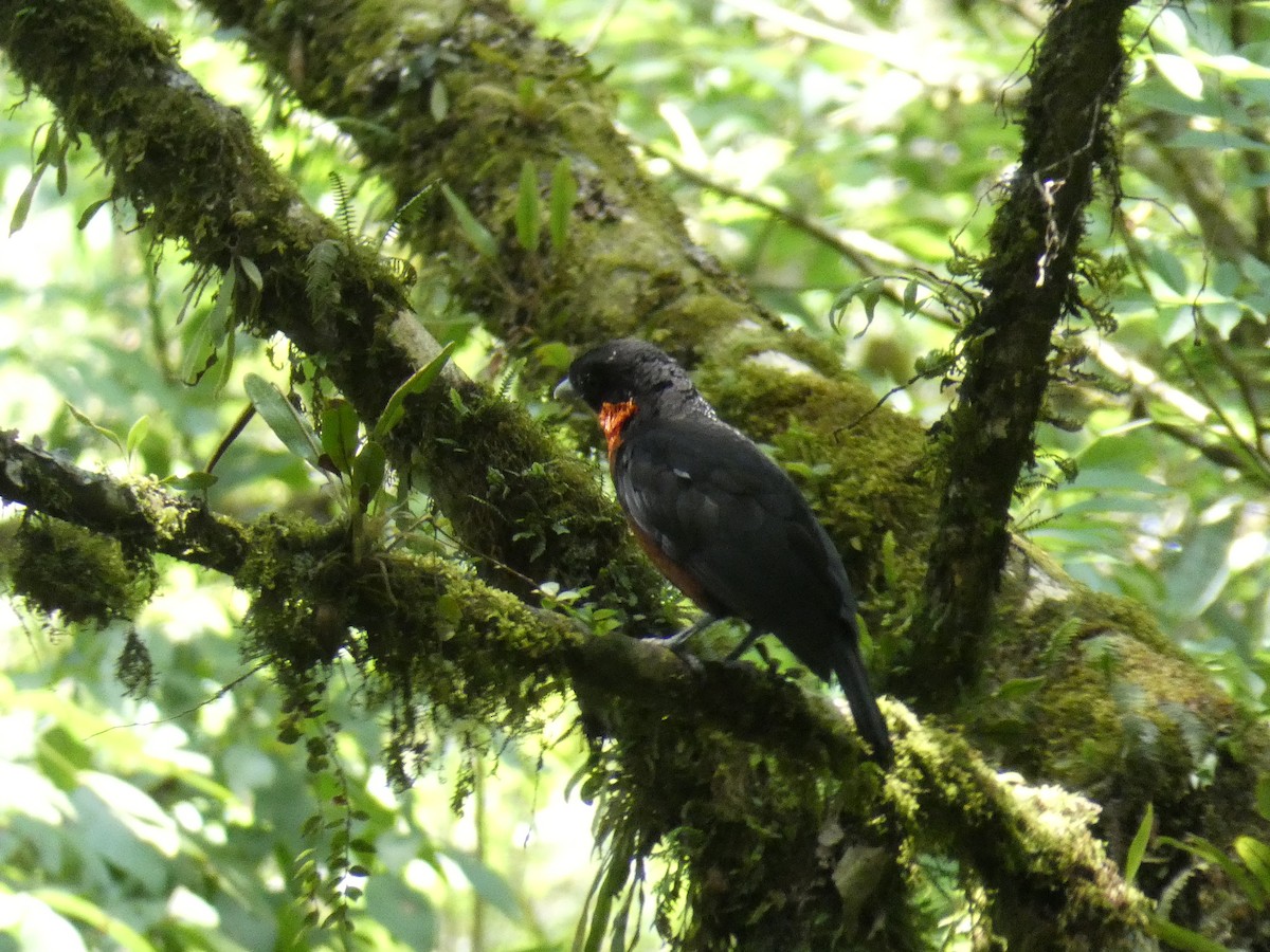 Red-ruffed Fruitcrow - Cathryn Pritchard