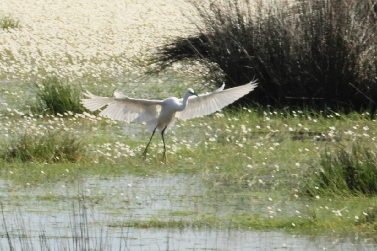 Little Egret - Alexandre Hespanhol Leitão