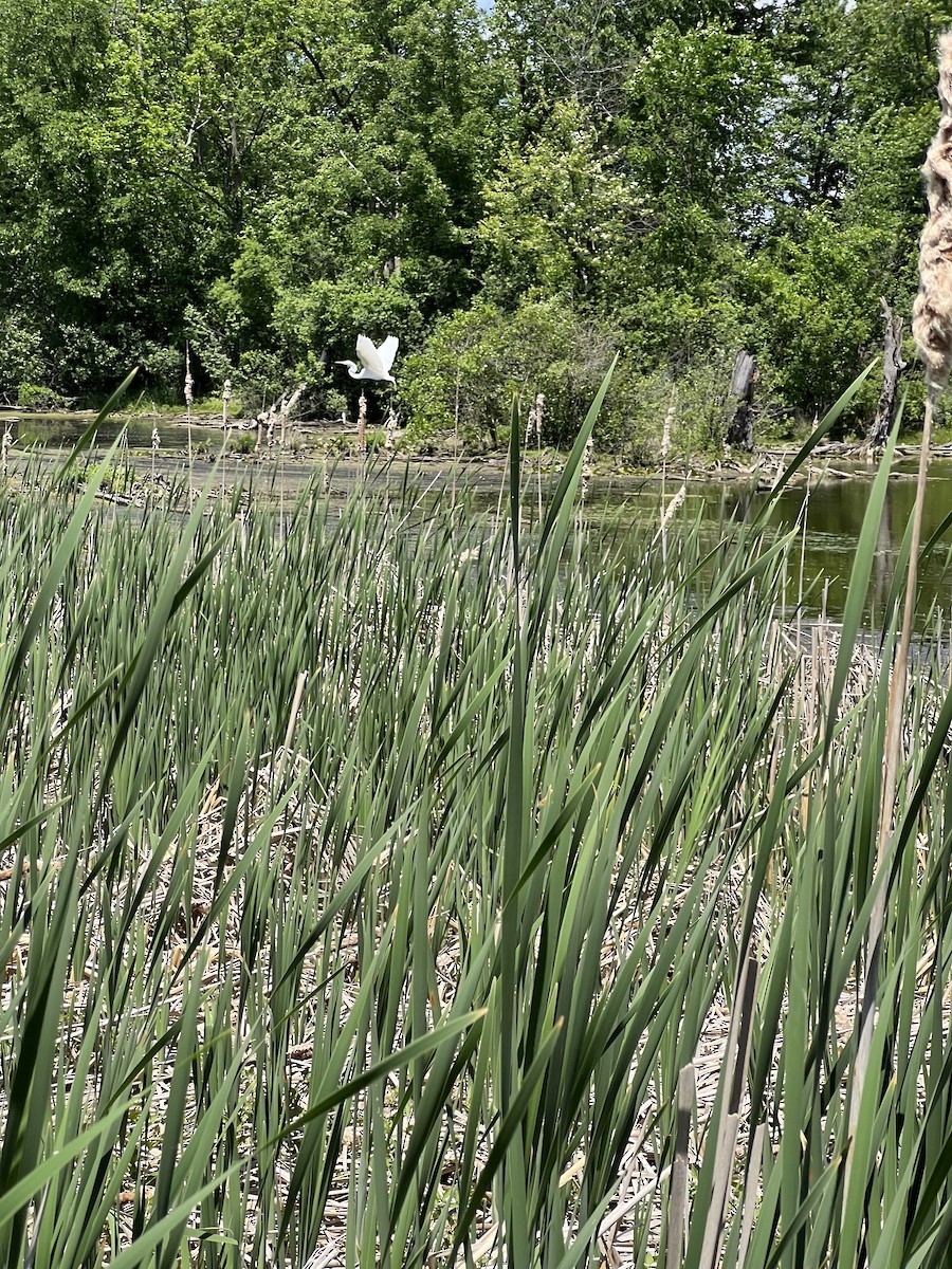 Great Egret - Jane Olson