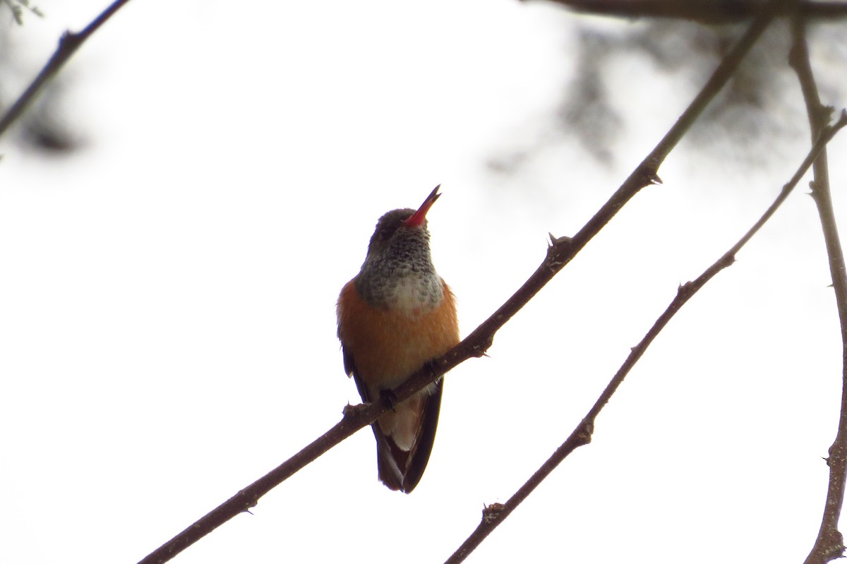 Amazilia Hummingbird - ML619573392