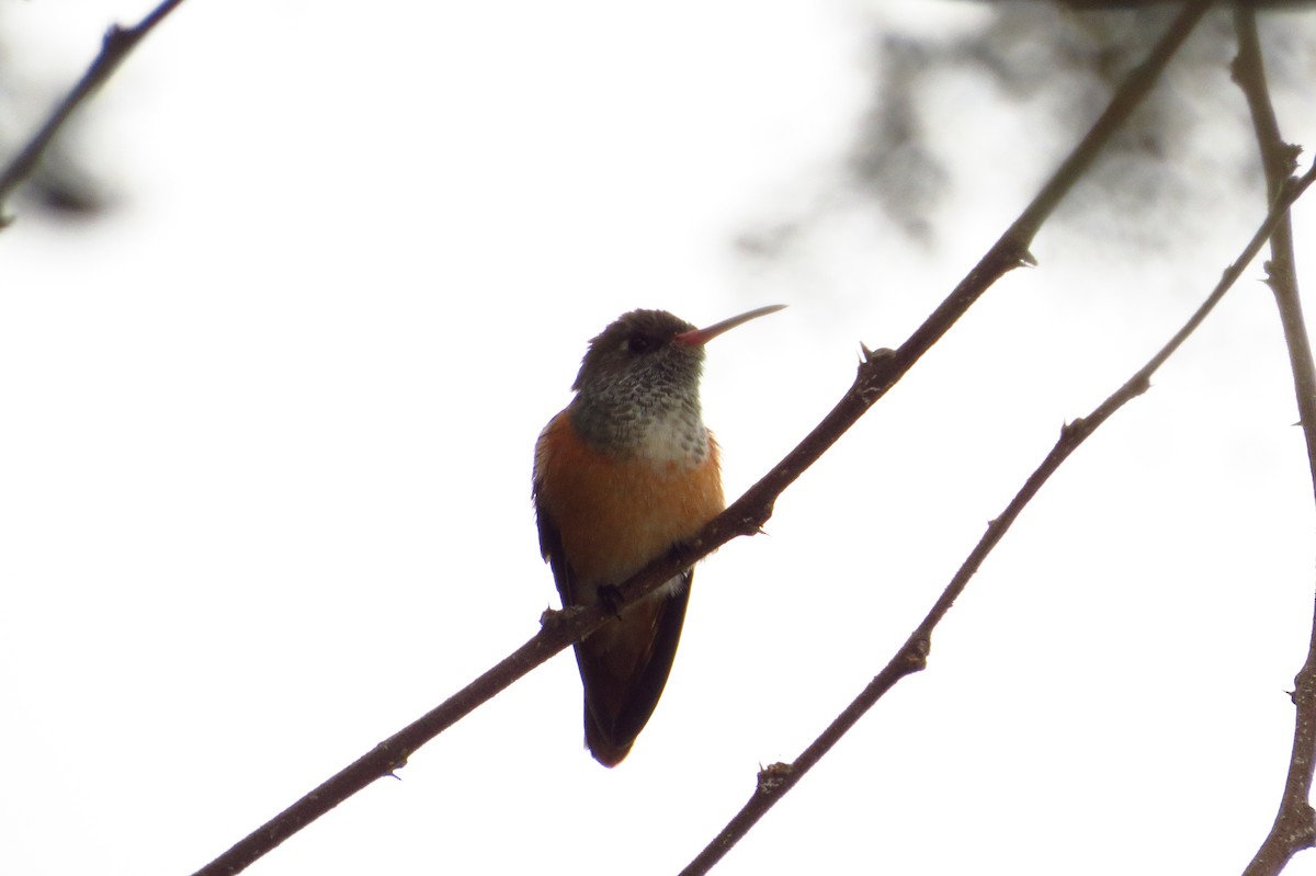 Amazilia Hummingbird - ML619573393