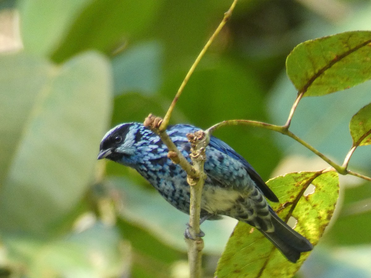 Beryl-spangled Tanager - Cathryn Pritchard