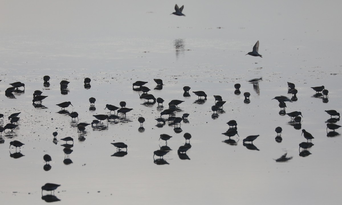 shorebird sp. - Ben Barkley