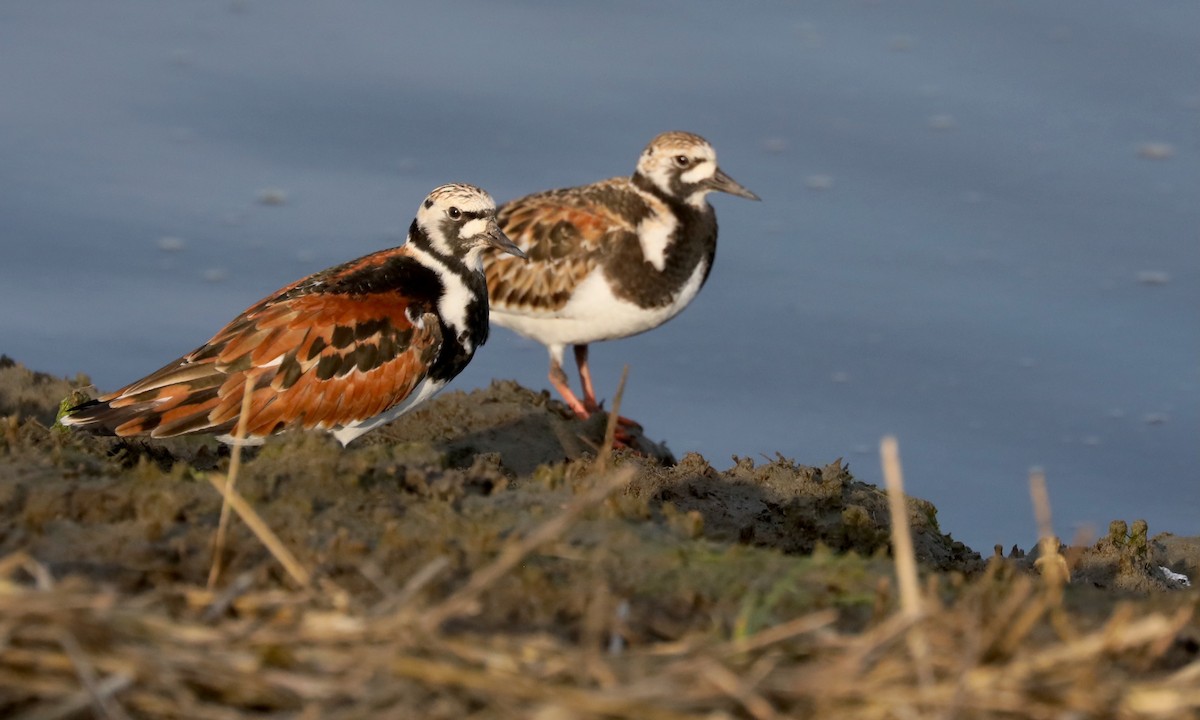 Ruddy Turnstone - Ben Barkley