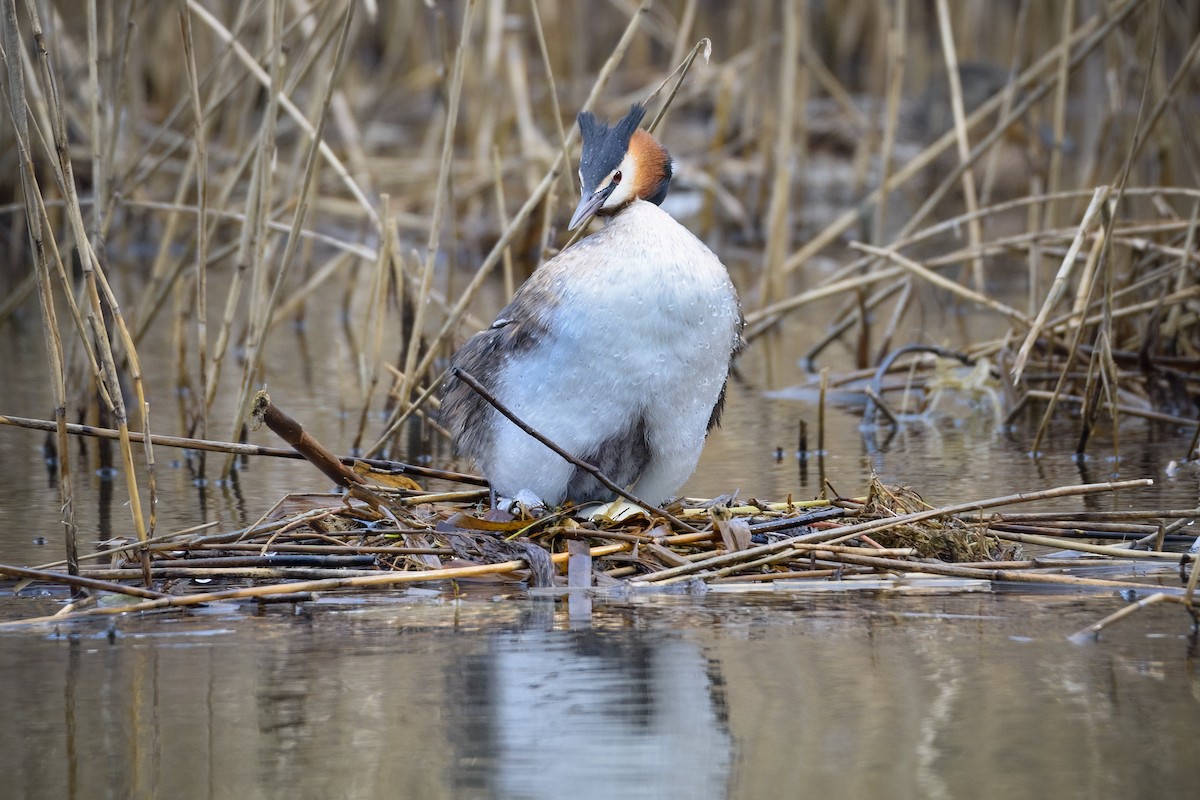 Great Crested Grebe - Valery Treitsiak