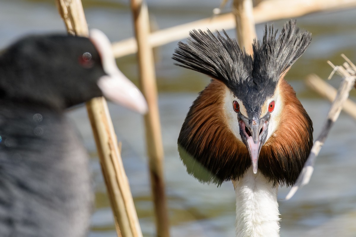 Great Crested Grebe - Valery Treitsiak