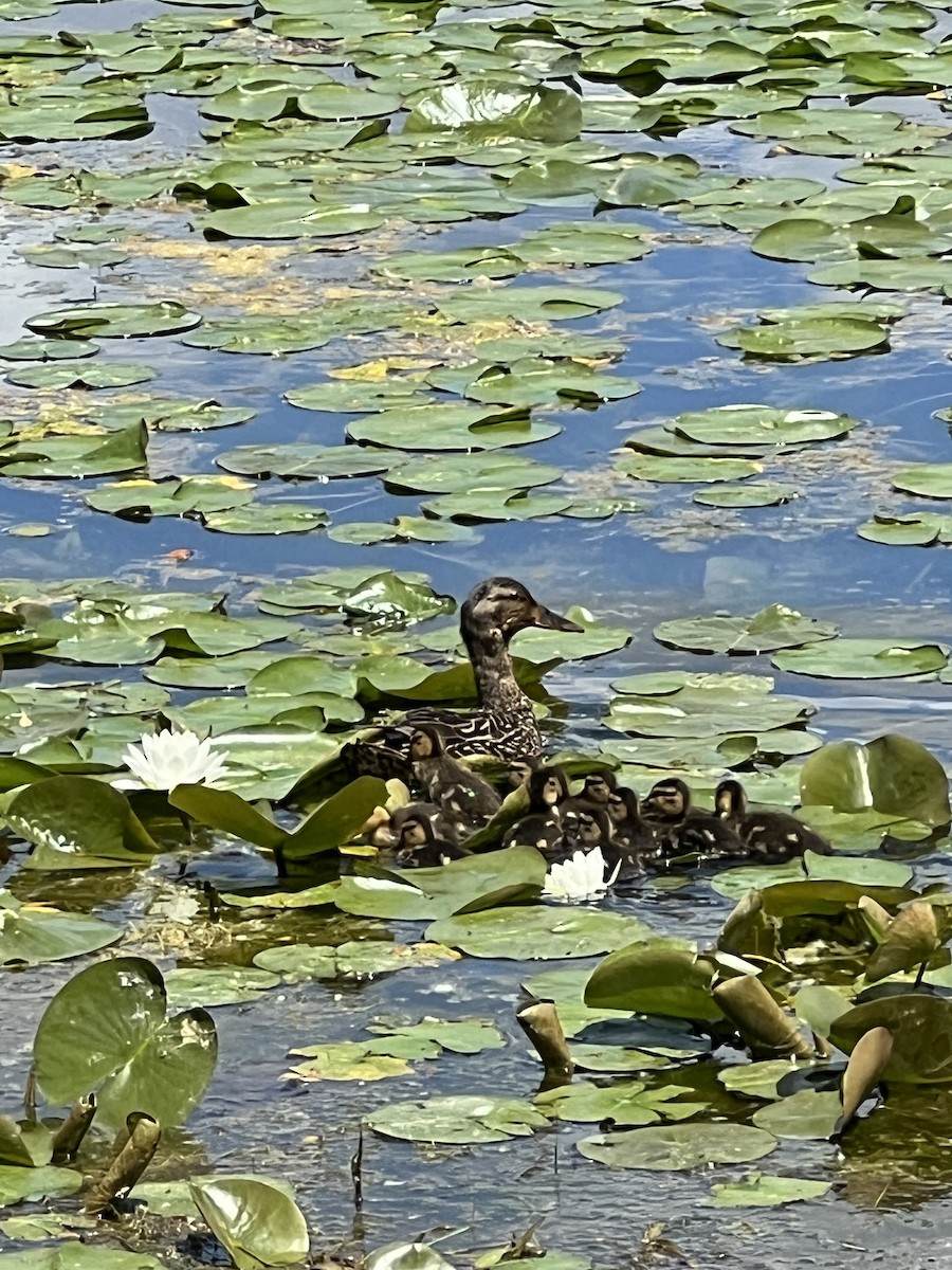 Mallard (Domestic type) - ML619573404