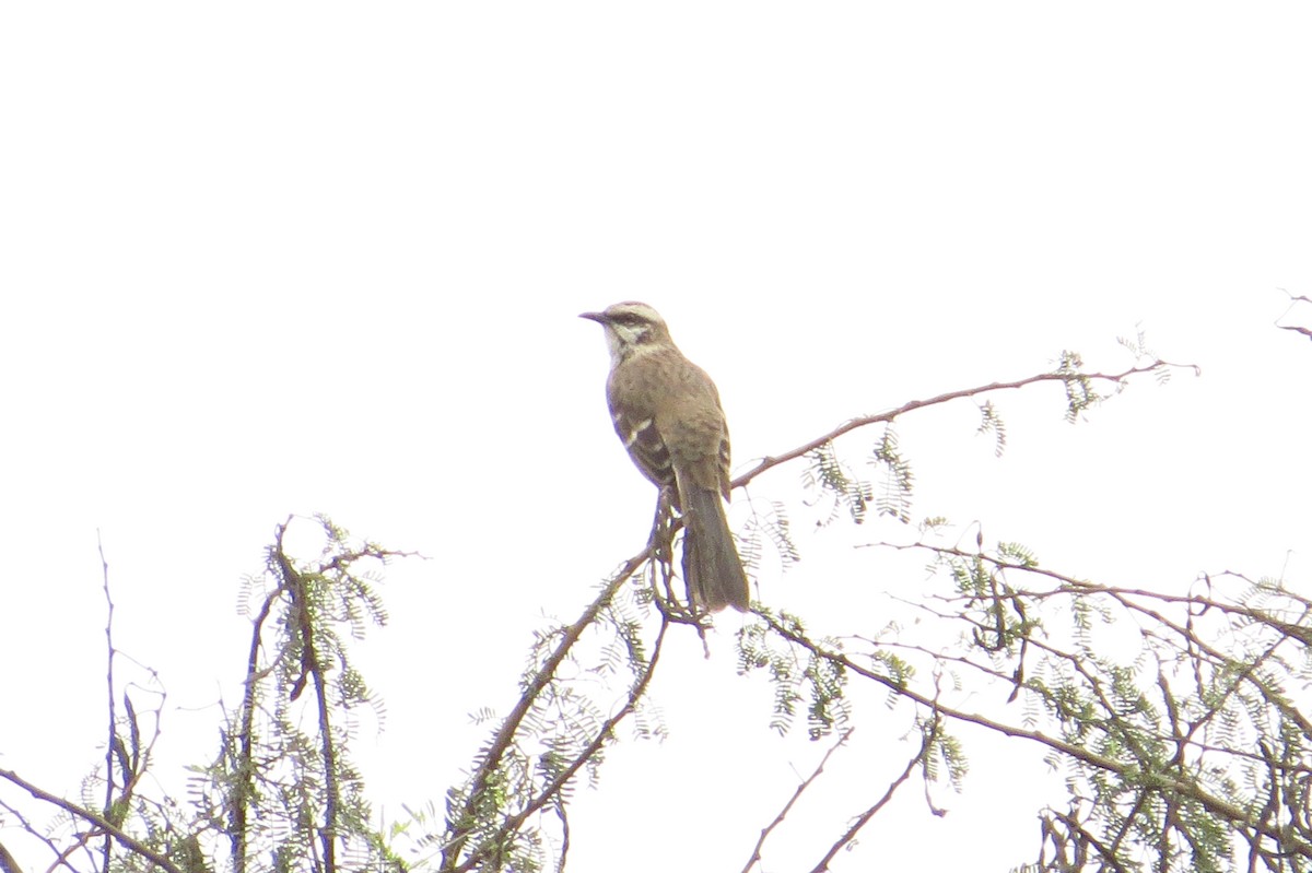 Long-tailed Mockingbird - ML619573406