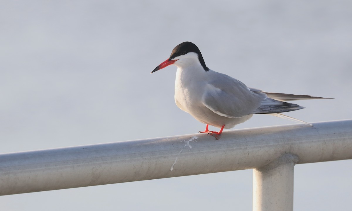 Common Tern - Ben Barkley