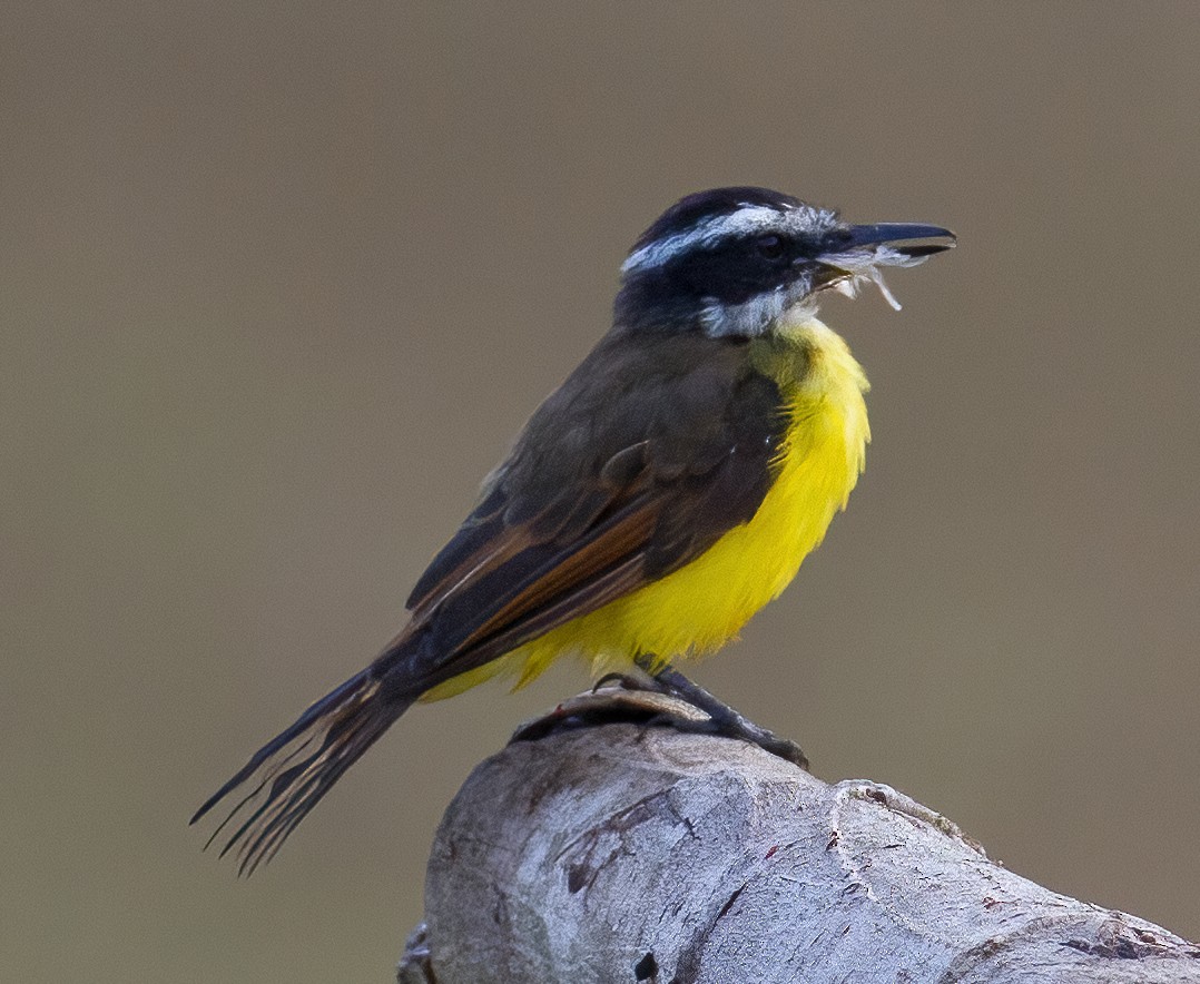 Lesser Kiskadee - José Martín