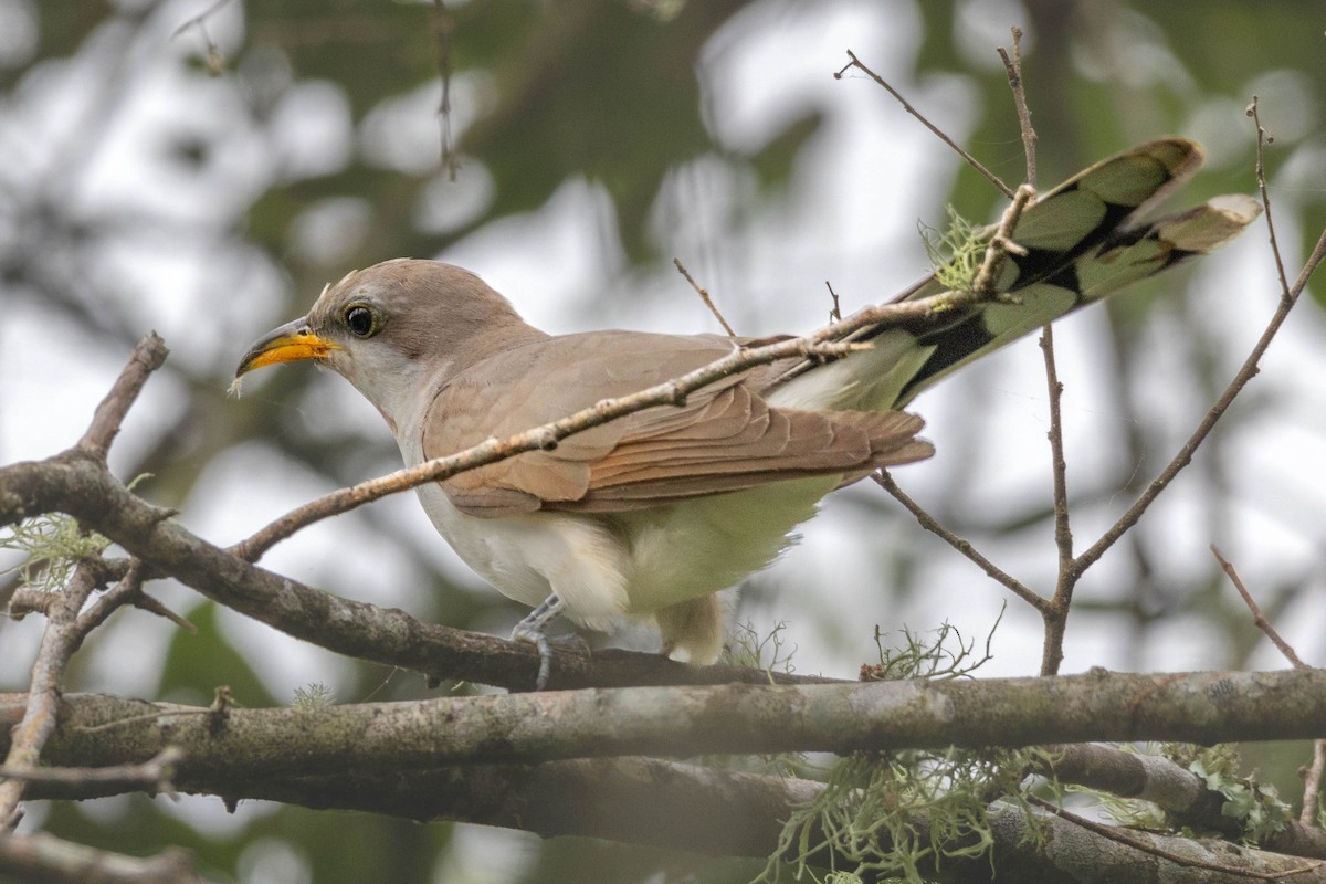 Yellow-billed Cuckoo - ML619573411