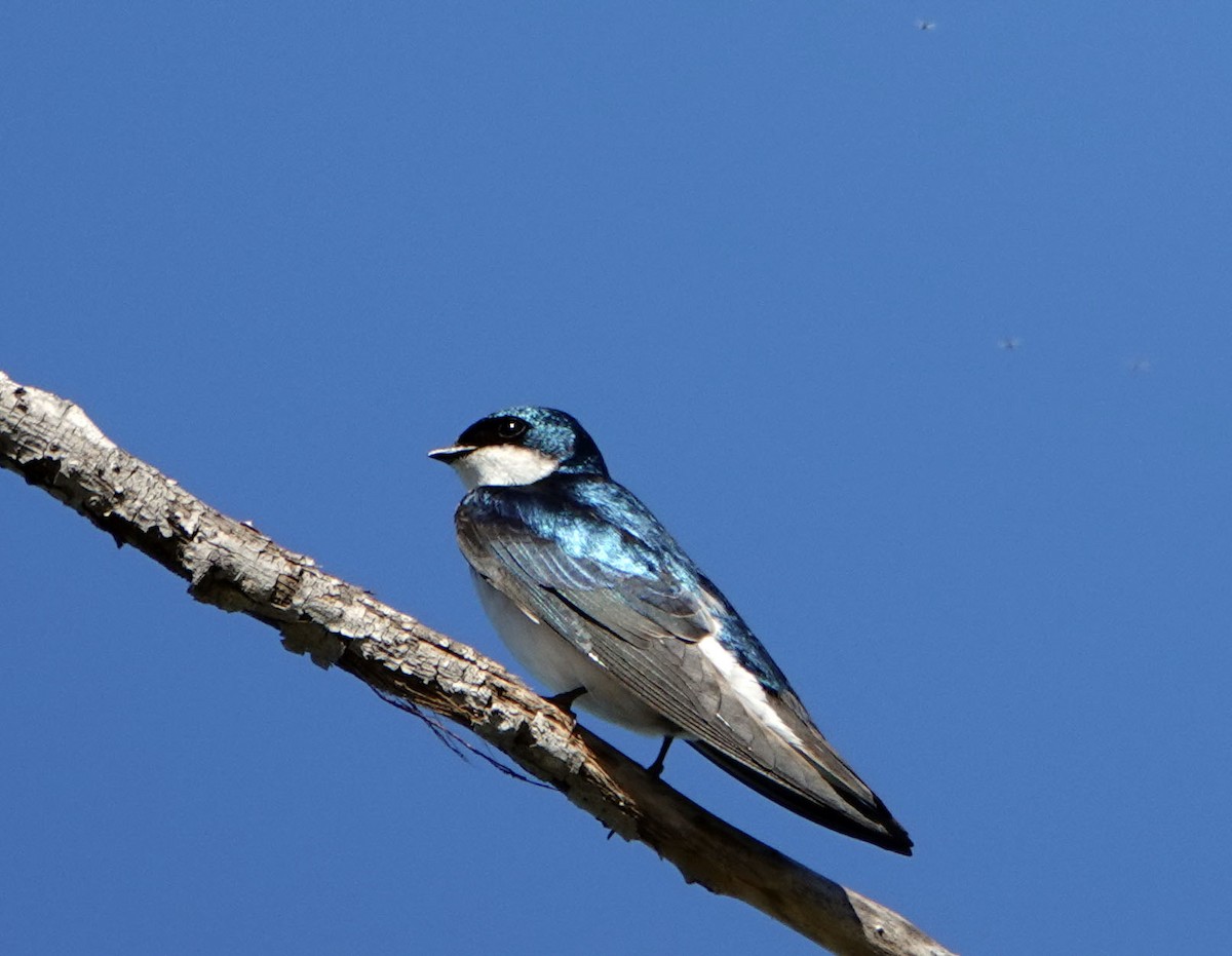 Tree Swallow - Ann Marshall