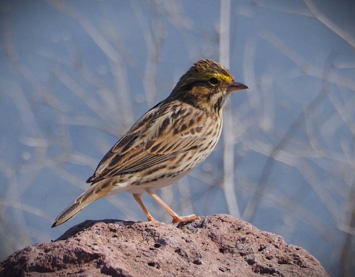 Savannah Sparrow - Dick Cartwright